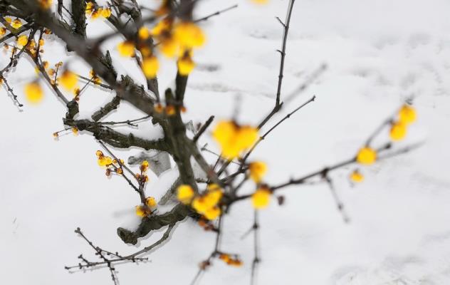 傲雪迎春