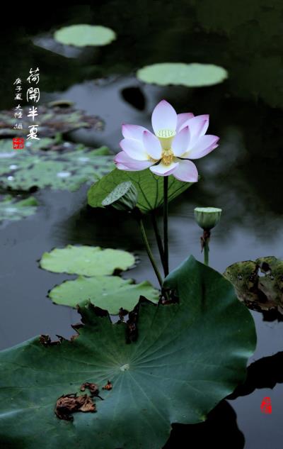 荷开半夏