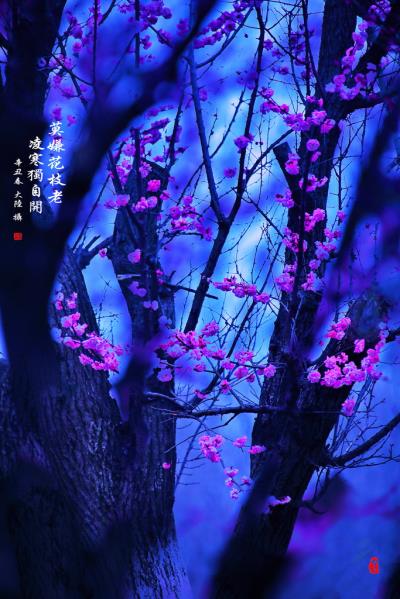 莫嫌花枝老 凌寒独自开