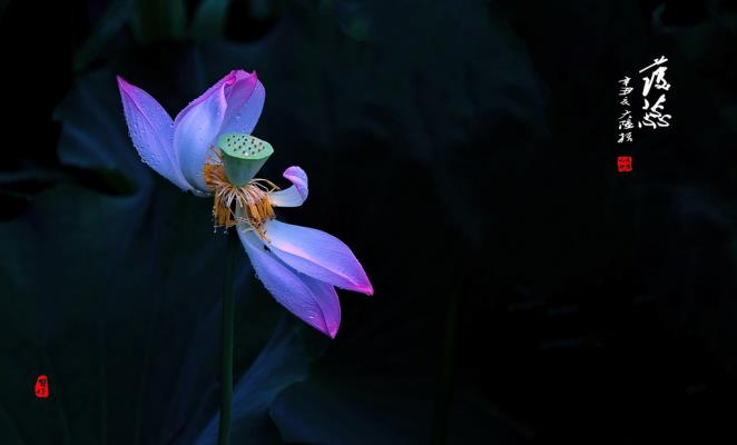 荷·护蕊