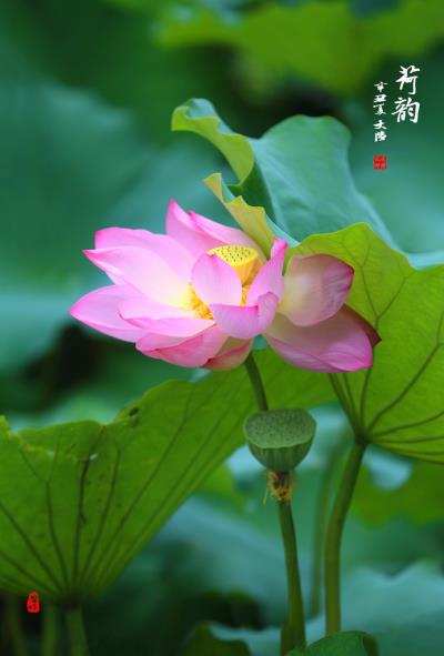 荷韵