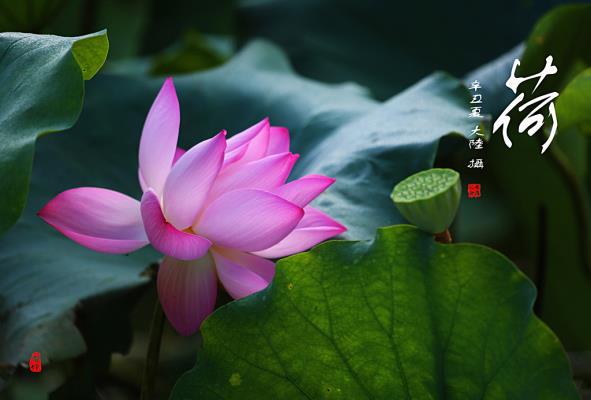 荷