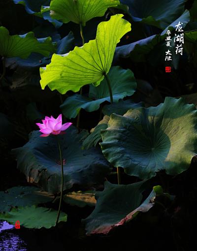 龙湖荷