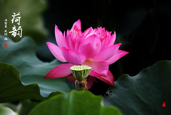 龙湖荷
