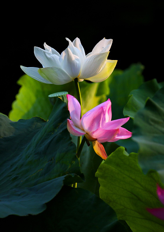 A17A4507_全景图0_调整大小.jpg