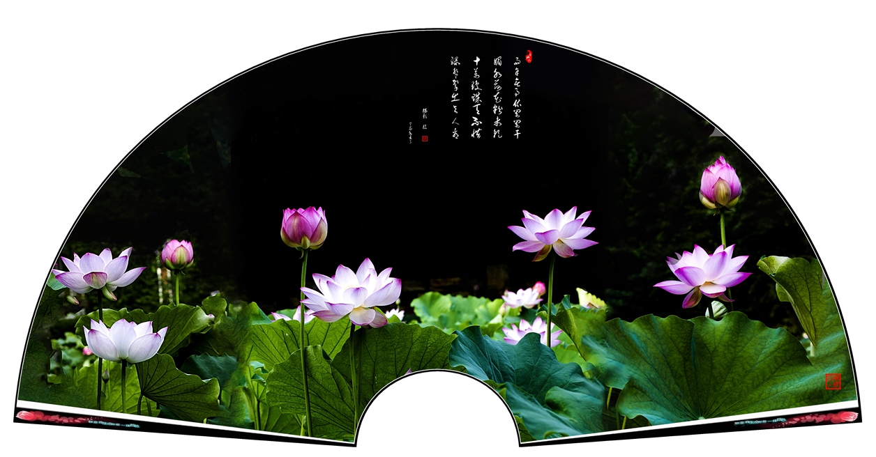 荷韵.jpg