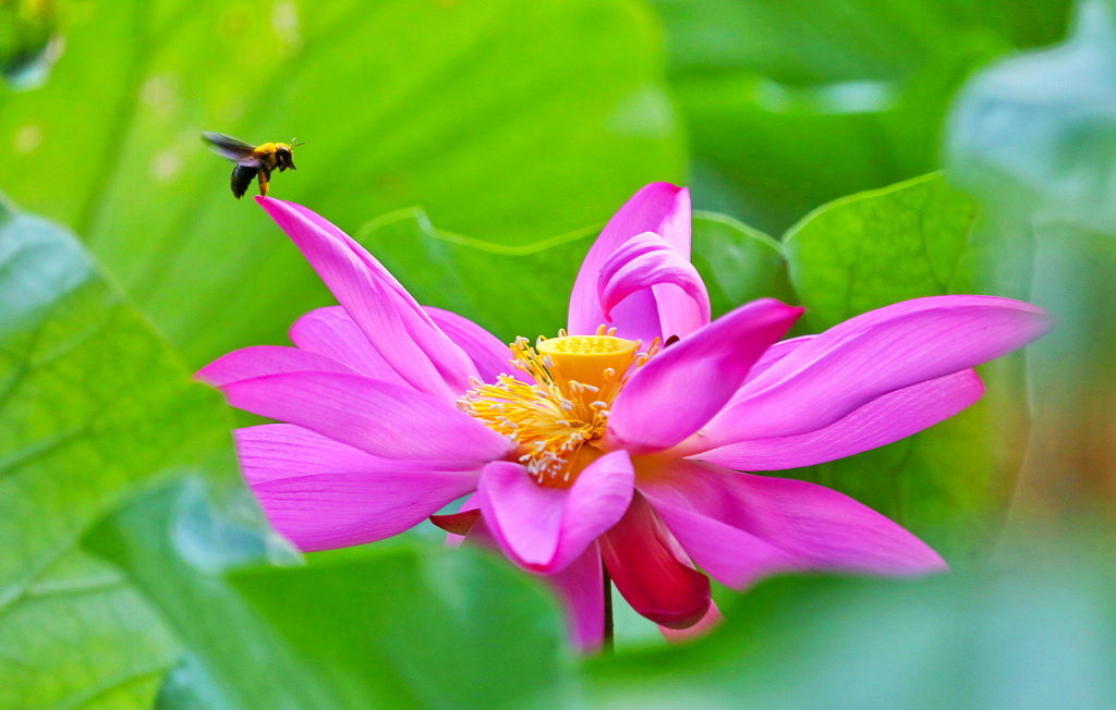 蜂占花魁 A17A1353_调整大小.JPG