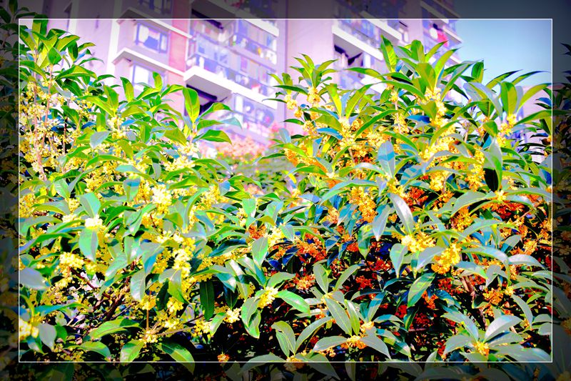 DSC_0149_副本_副本.jpg