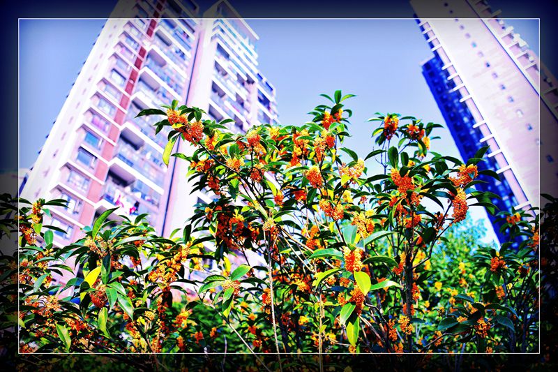 DSC_0154_副本_副本_副本.jpg