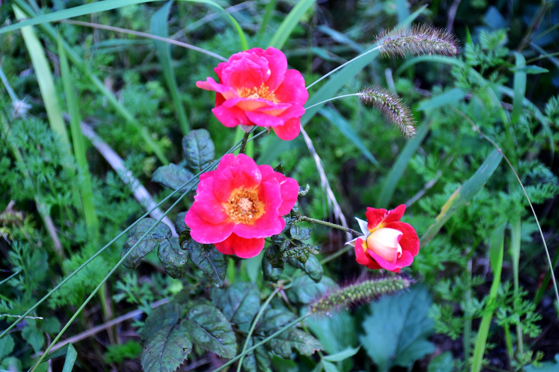DSC_0074_conew1.jpg