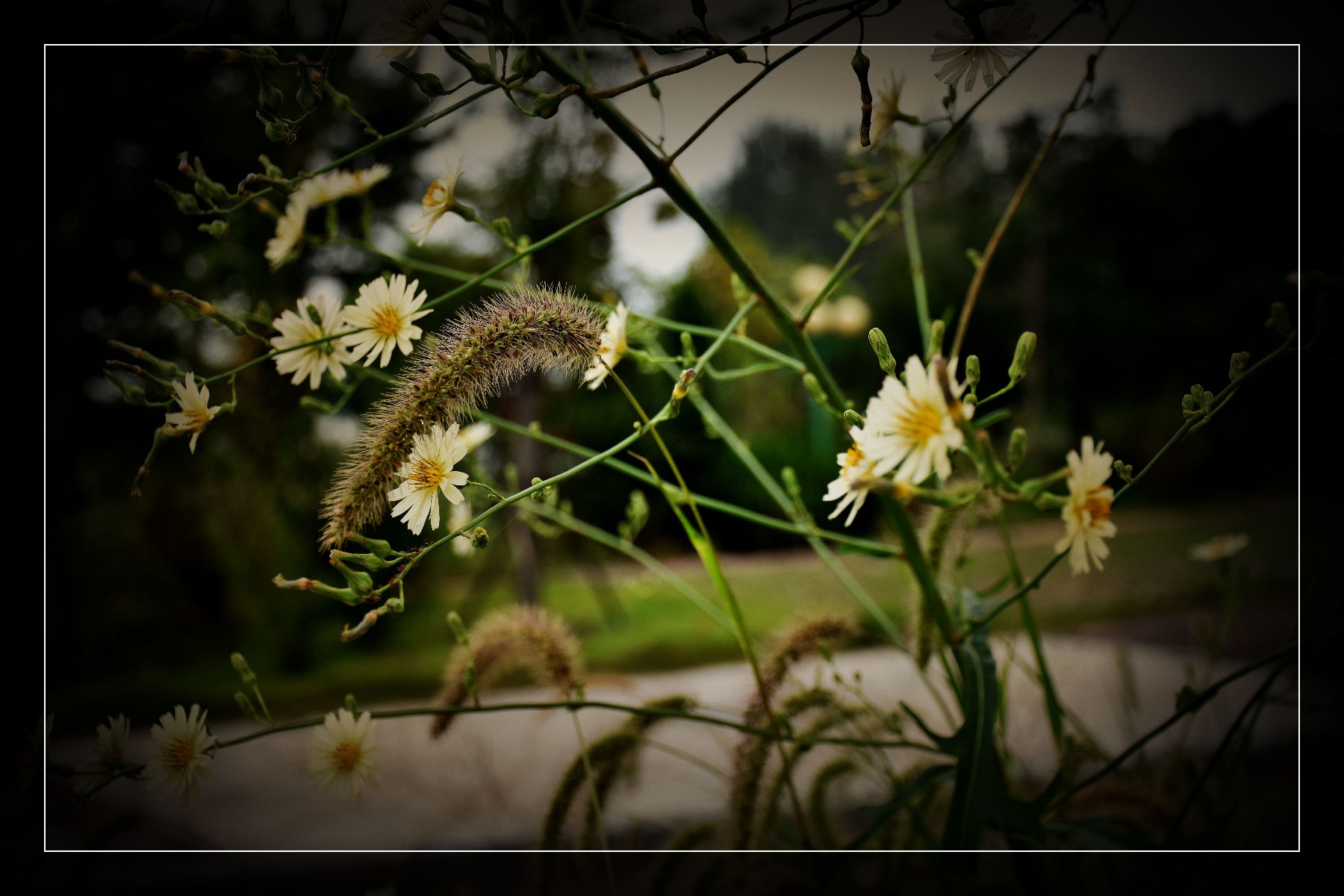 DSC_0098_副本_副本_副本.jpg