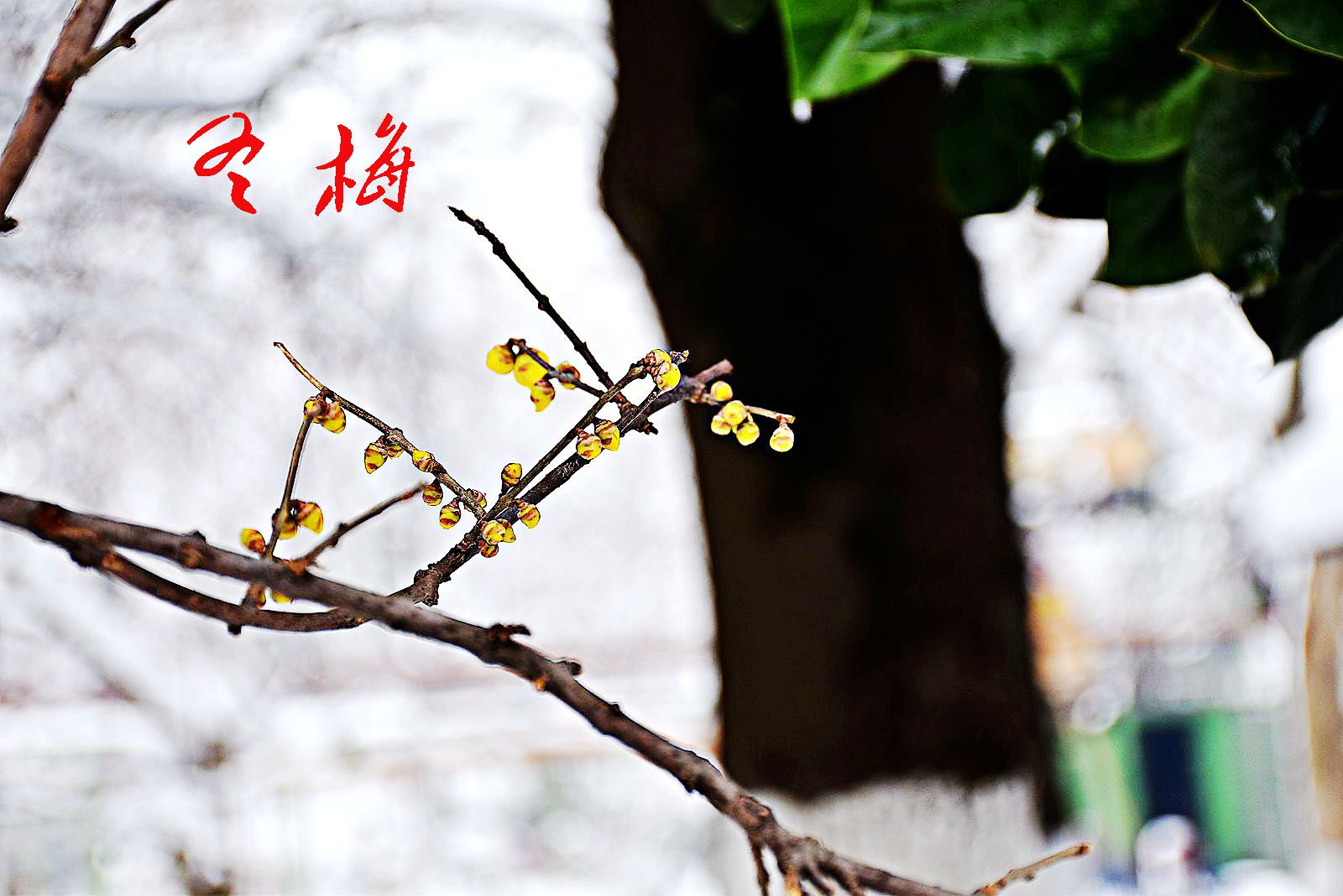 DSC_0527副本_副本_副本.jpg DSC_0527副本_副本_副本.jpg