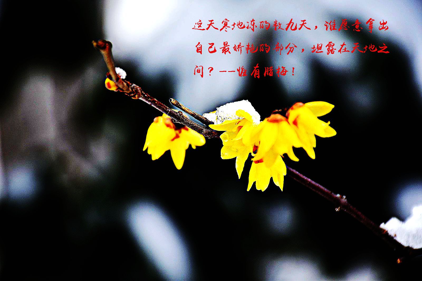 DSC_0165_副本_副本_副本.jpg DSC_0165_副本_副本_副本.jpg