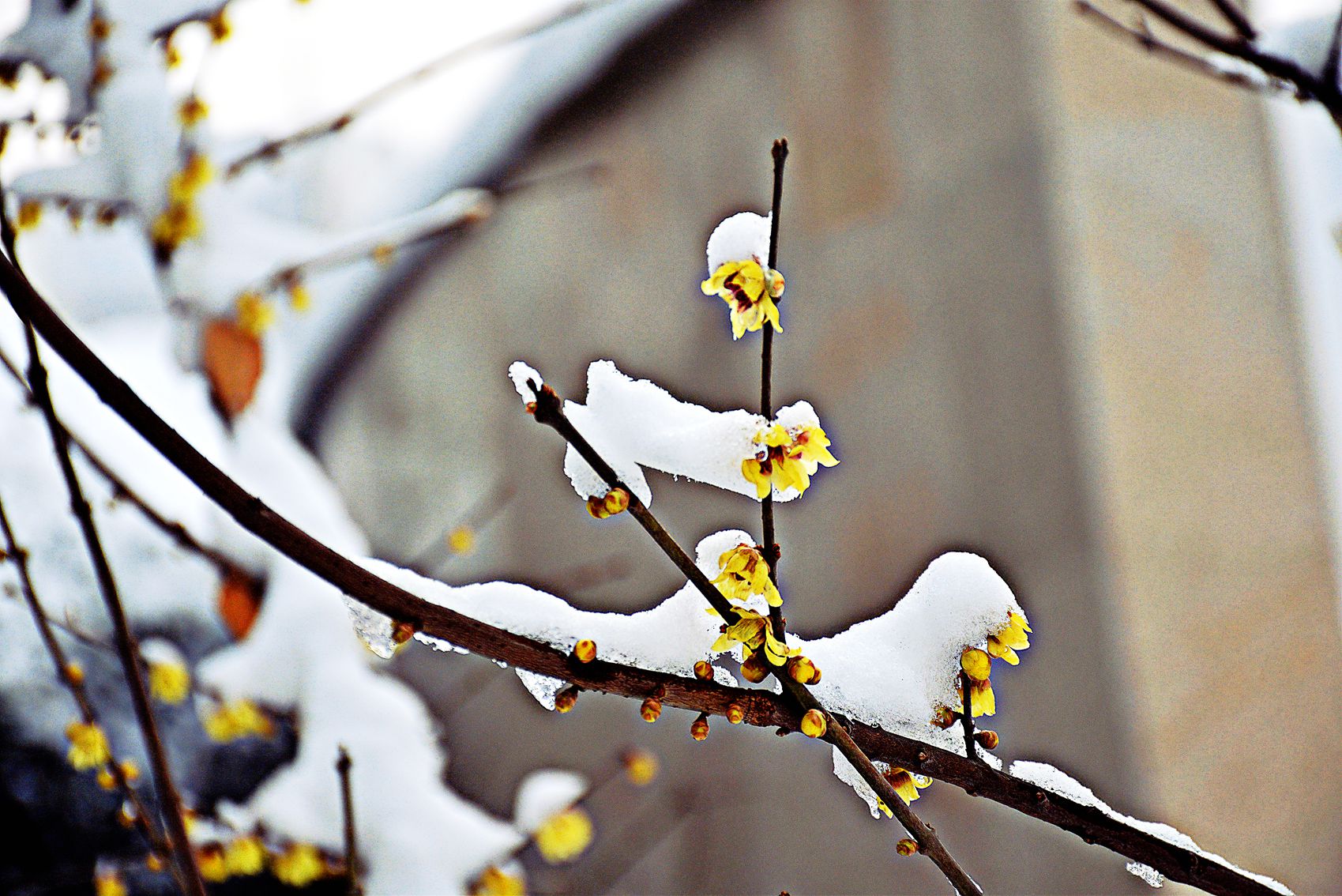 DSC_0205_副本.jpg DSC_0205_副本.jpg
