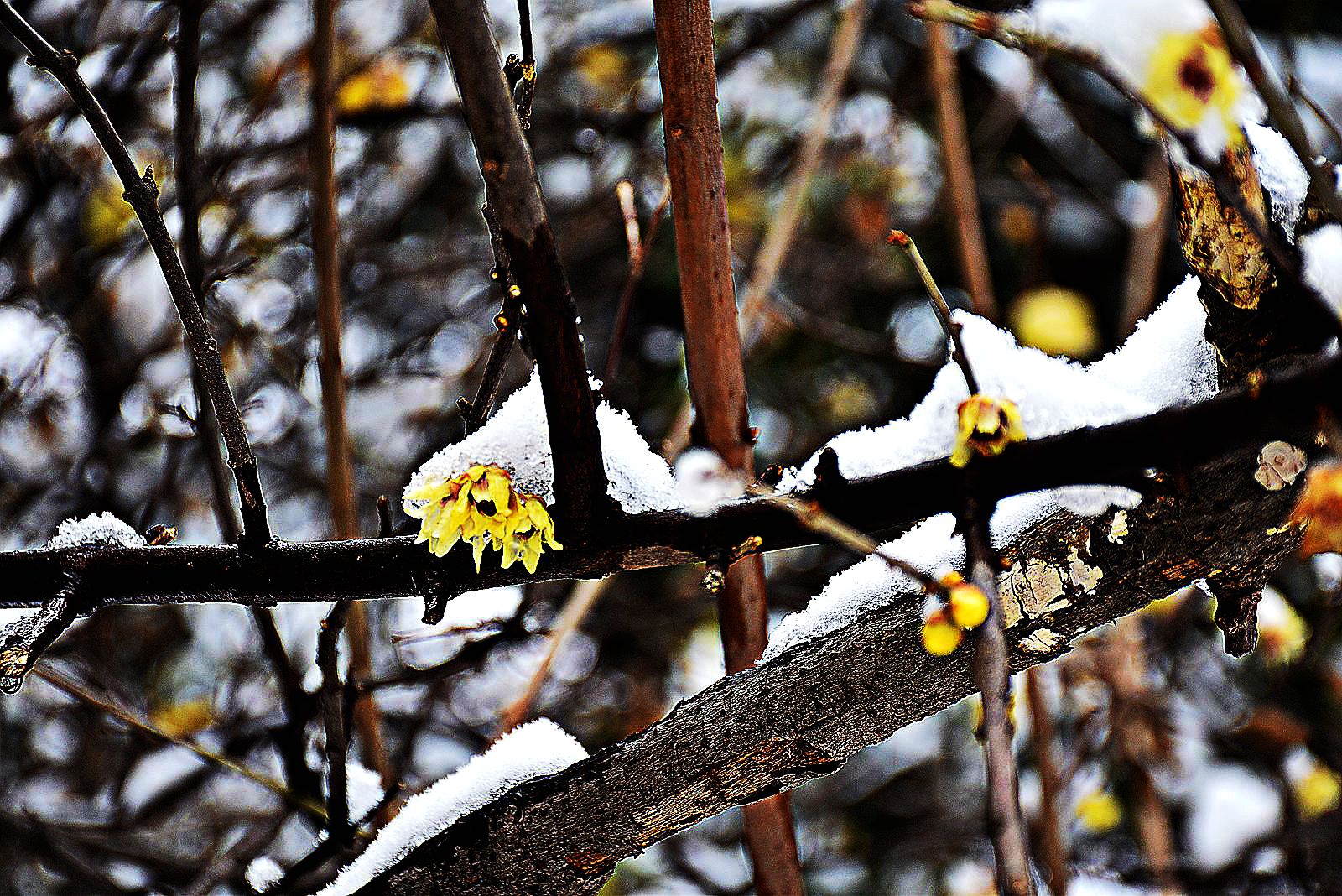 DSC_0528副本_副本.jpg DSC_0528副本_副本.jpg