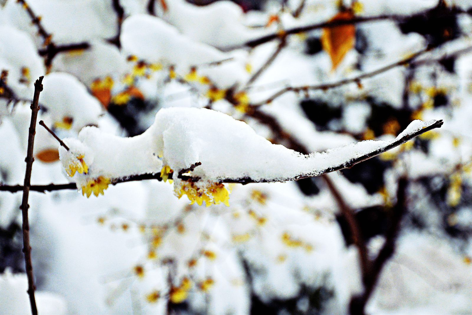 DSC_0206_副本.jpg DSC_0206_副本.jpg