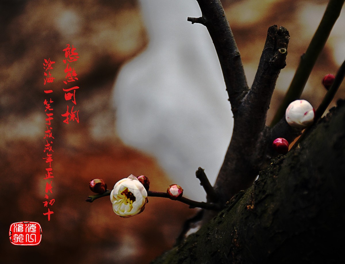 自古以来,梅花就是不屈的象征,坚韧的象征,所以诗人才吟诵出:"宝剑锋