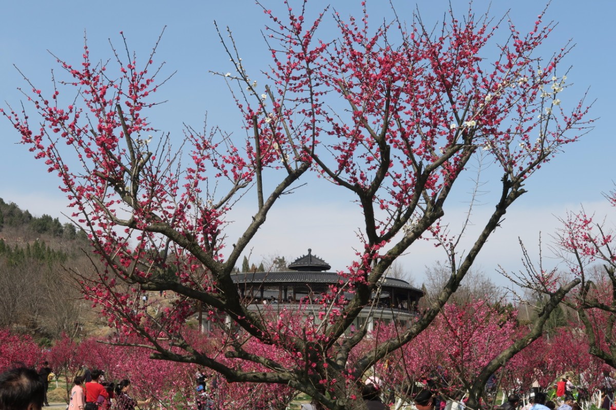 春暖舜耕山 欢乐梅花园_淮南图片网
