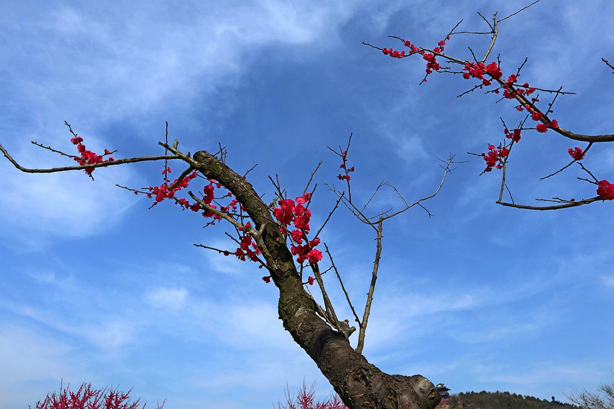 夕阳无限_【梅开春归】梅花盛开的季节_淮南图片网