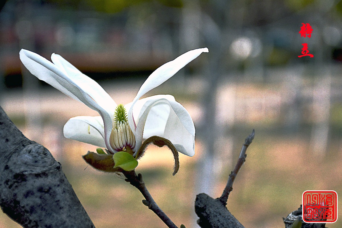 DSC_0074.JPG