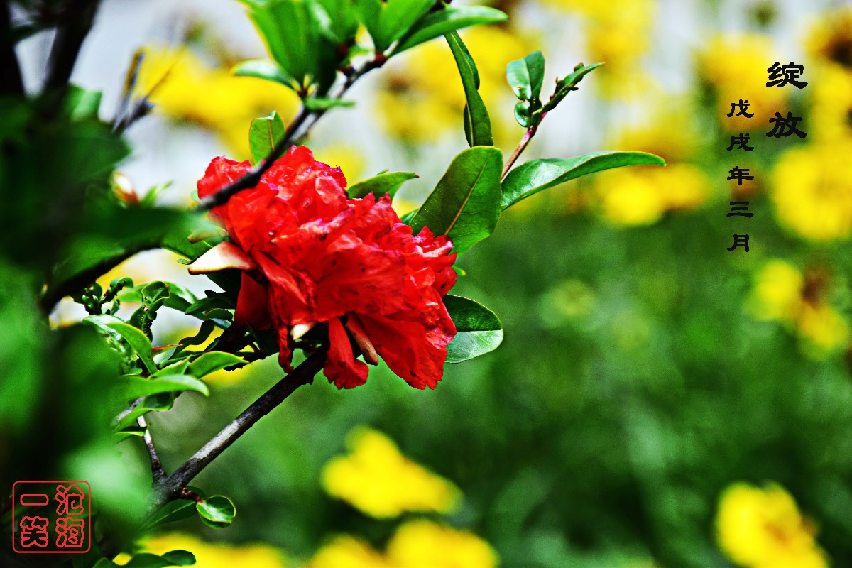 DSC_0399.JPG