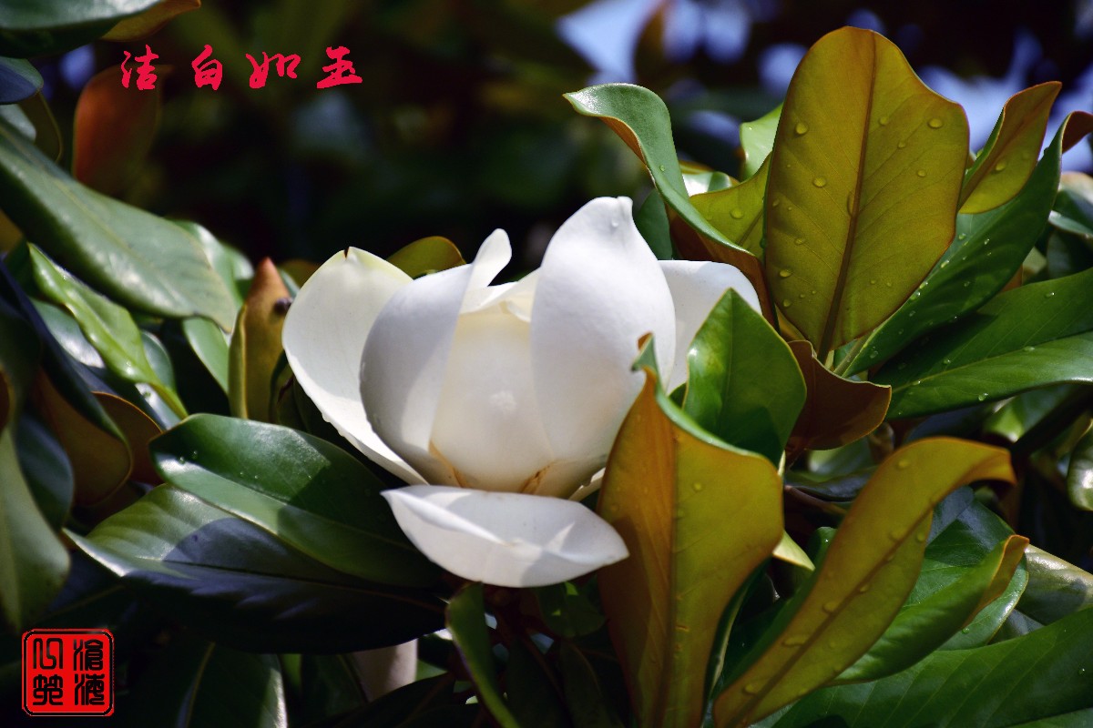 DSC_0061.JPG