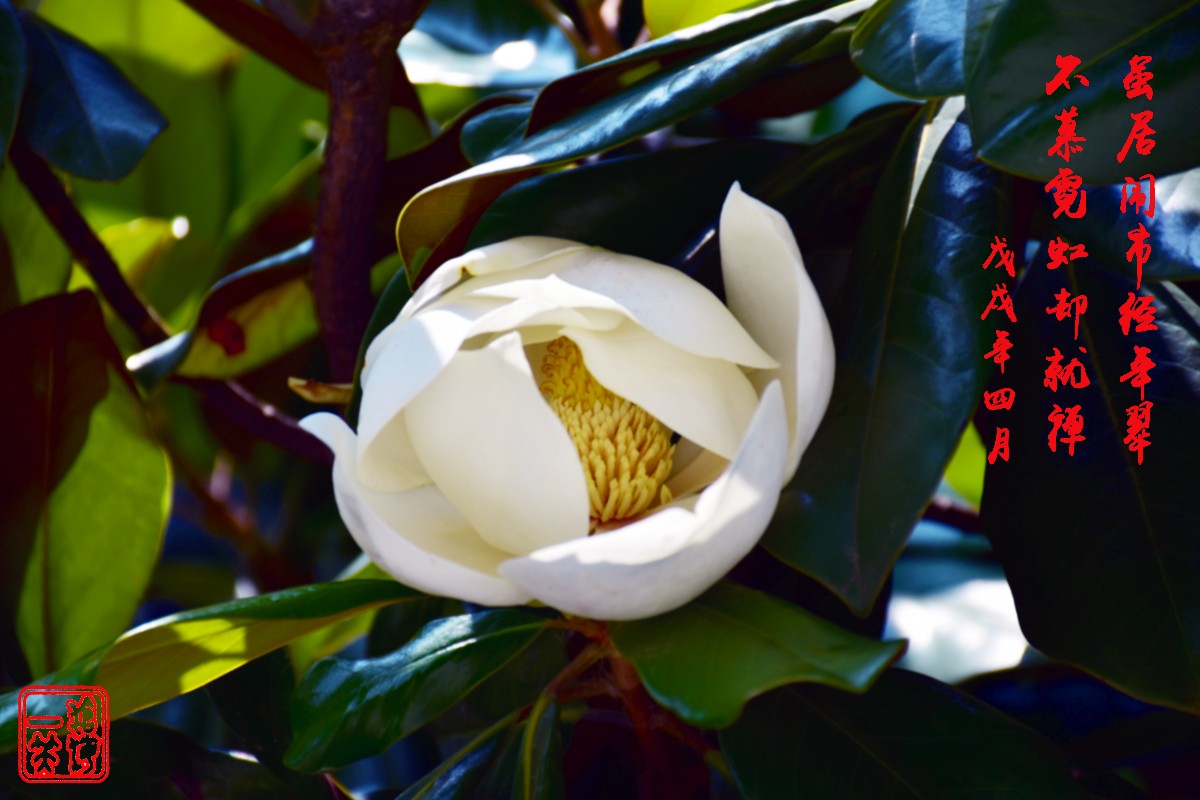 DSC_0081.JPG