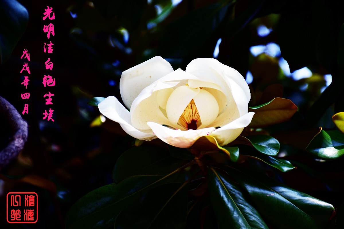 DSC_0090.JPG