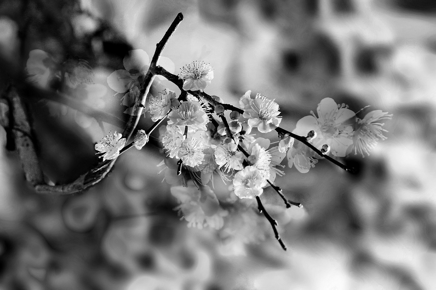 01IMG_4773-1_调整大小 - 副本.jpg