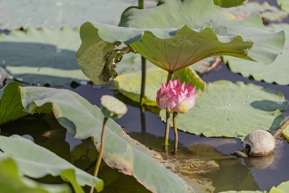 荷花 (8).JPG