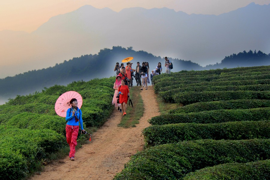清晨，我们来到茶山.JPG