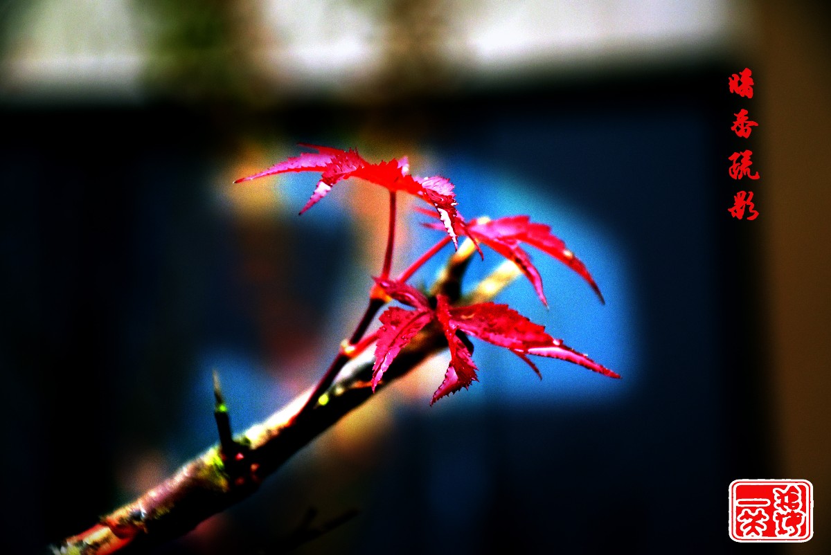 DSC_0259.JPG