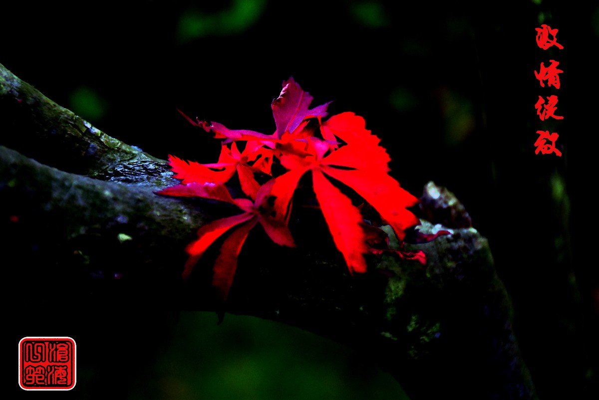 DSC_0693.JPG