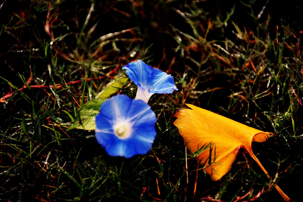 DSC_0242.JPG