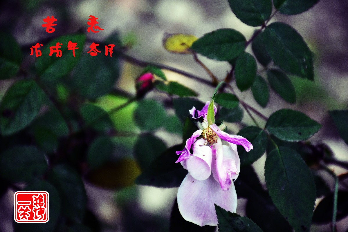 DSC_0015副本.jpg