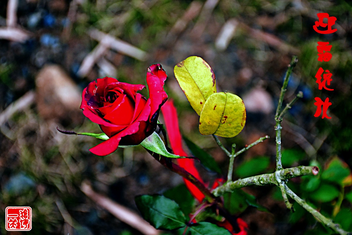 DSC_0639副本.jpg