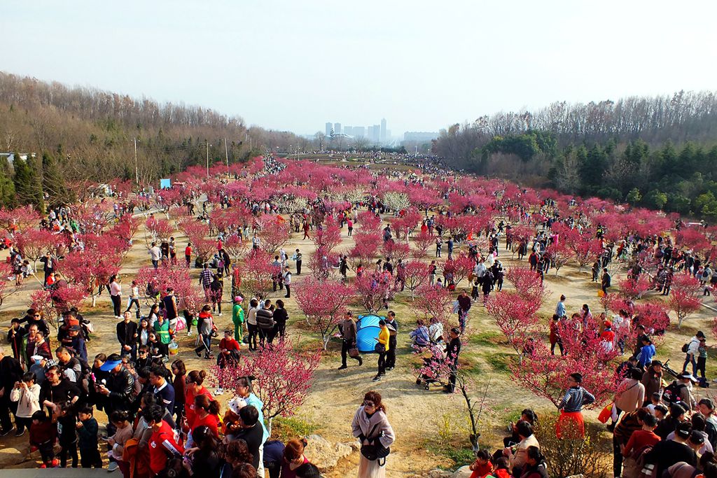 舜耕山梅园赏梅纪实 2019.3.16.>_淮南图片网