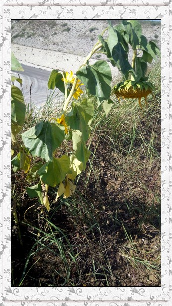 一棵小花的自白2.jpg