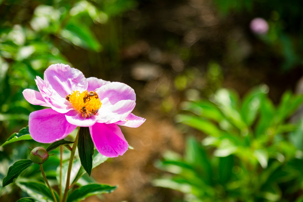 科学网—20210223——中华尖药花（Acranthera sinensis C. Y. Wu） - 栗茂腾的博文