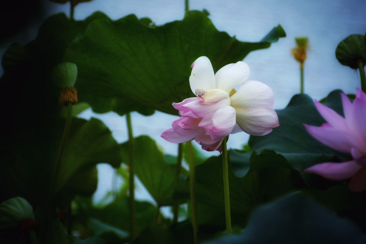 并蒂莲