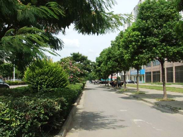 林荫路.jpg