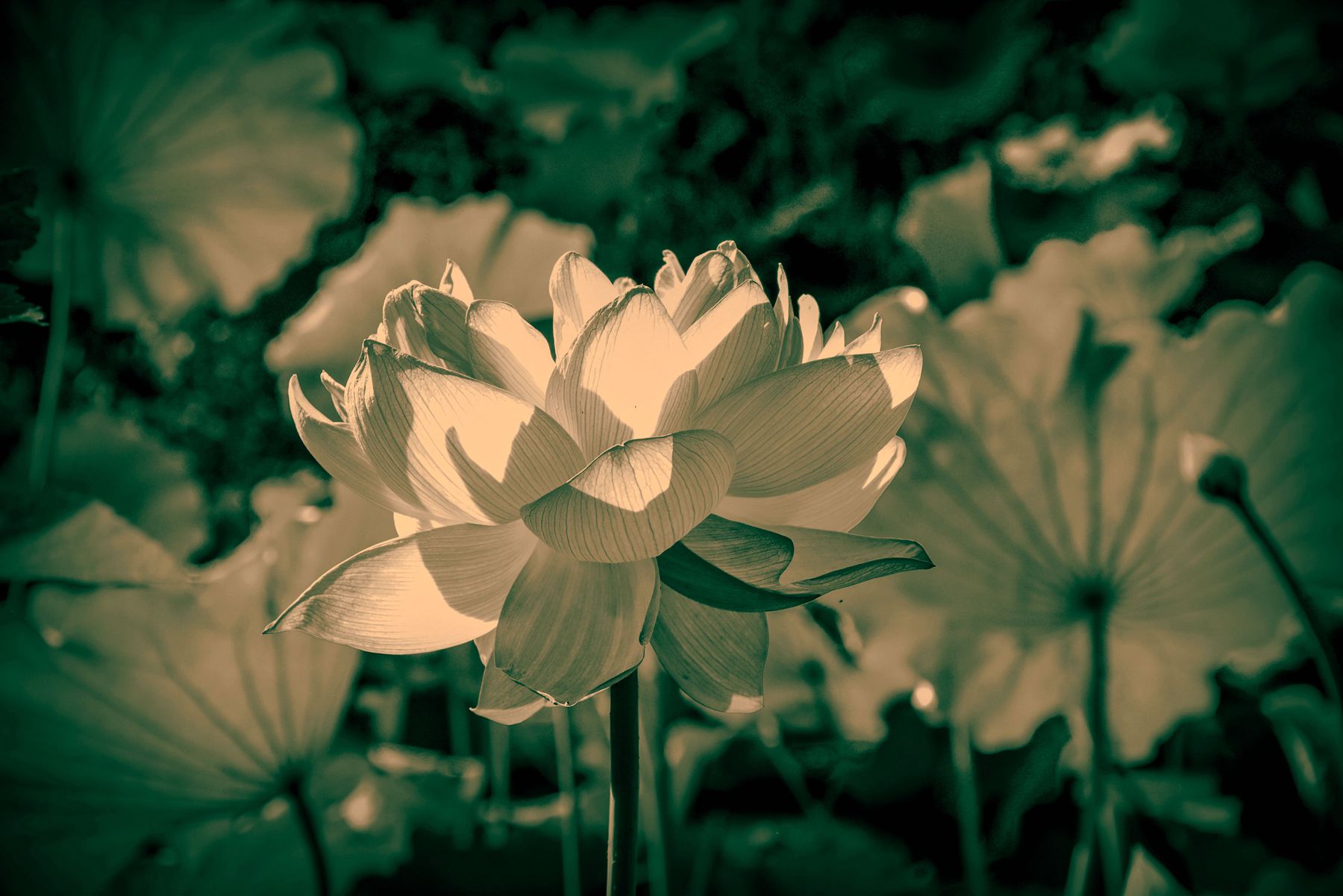 DSC_0063.JPG