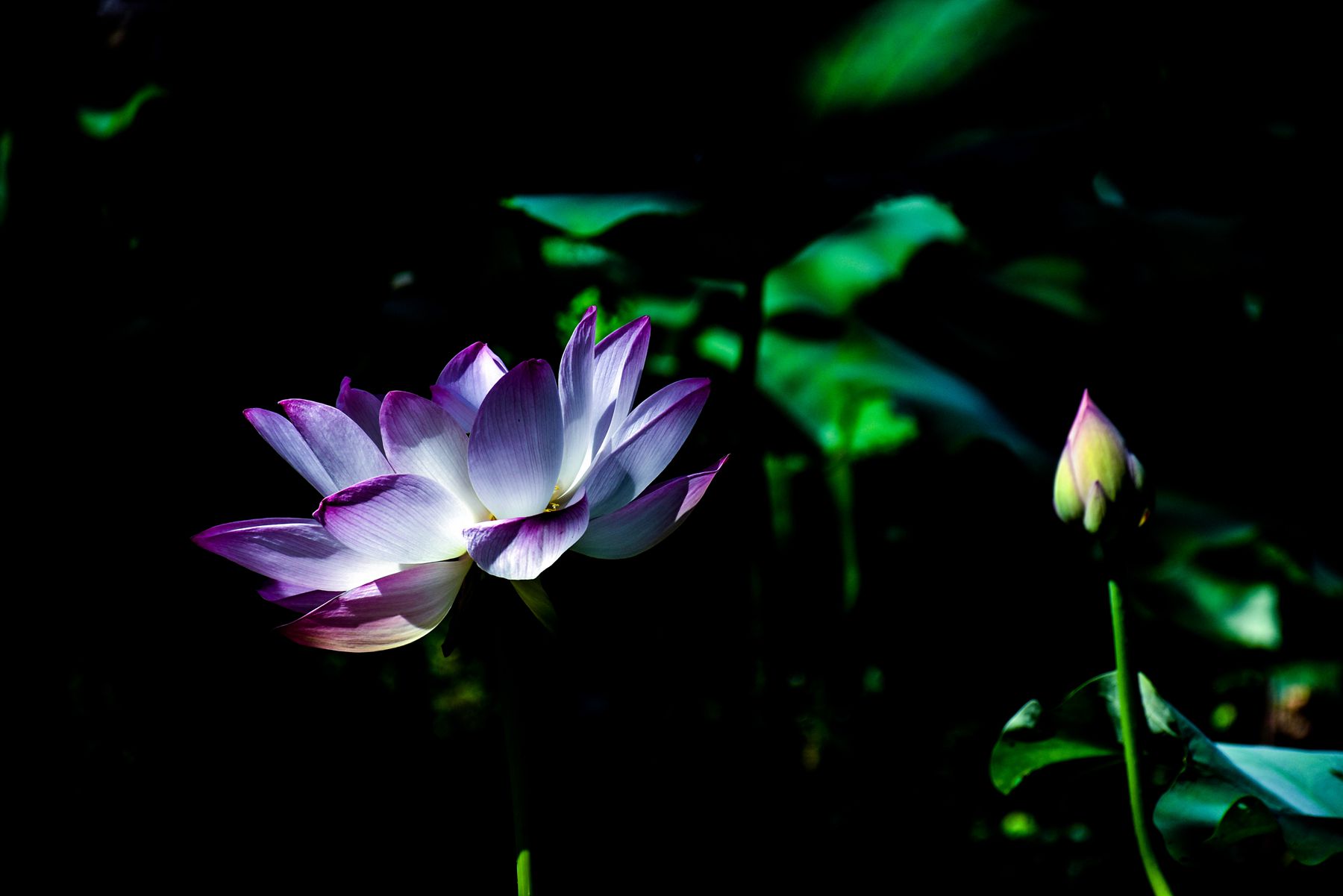 DSC_0233.JPG