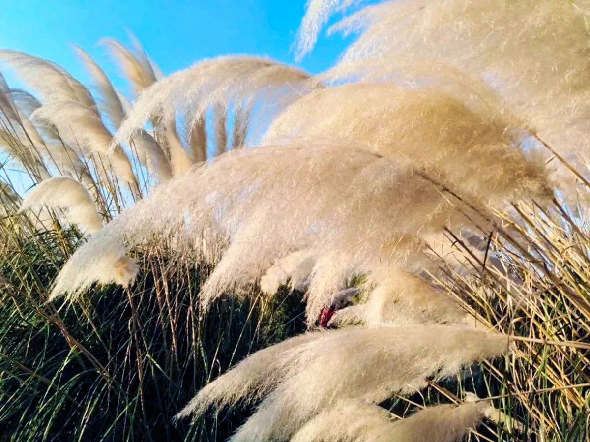 芦花,芦花