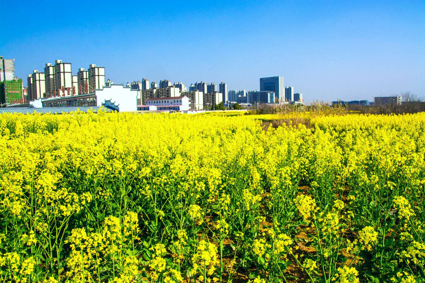 微信图片_20200324154945.jpg