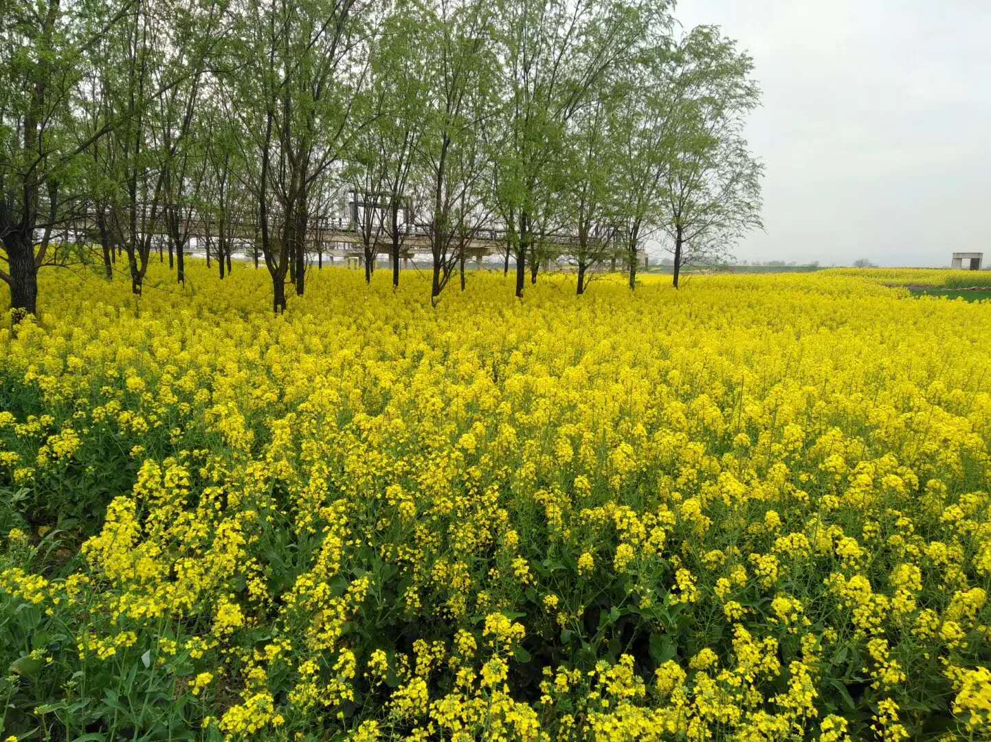 微信图片_20200326100249.jpg