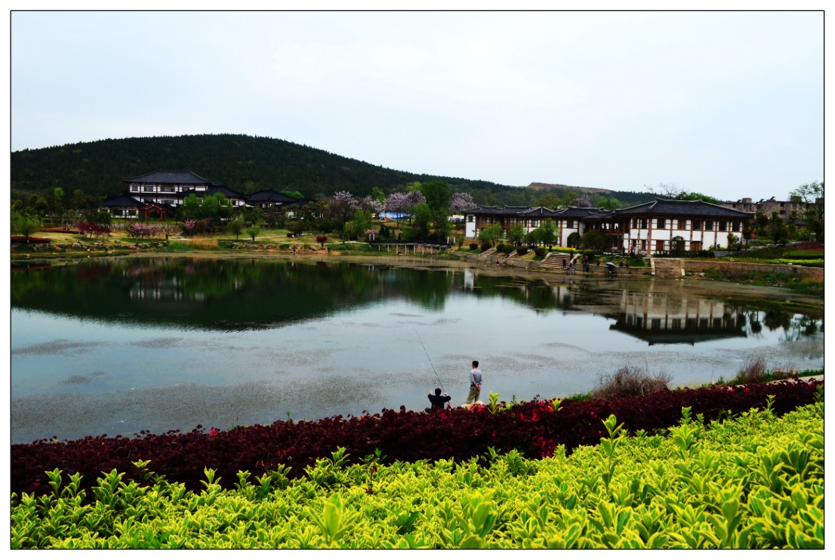 老龙眼之春CSC_0465.JPG