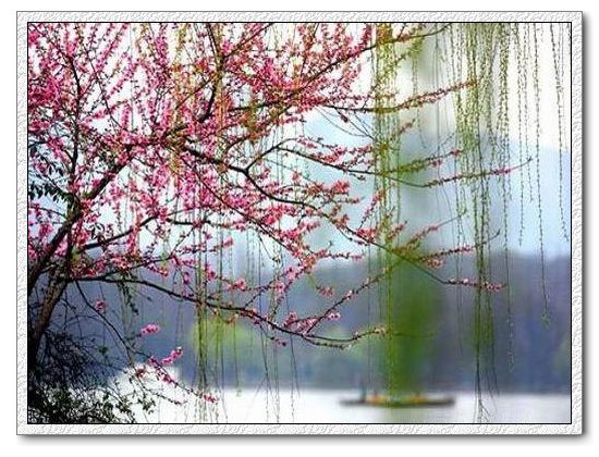 桃花、垂柳.jpg