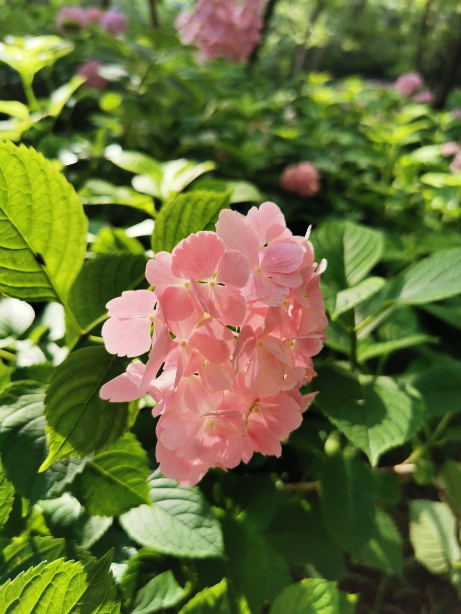 IMG_20200608_162655.jpg