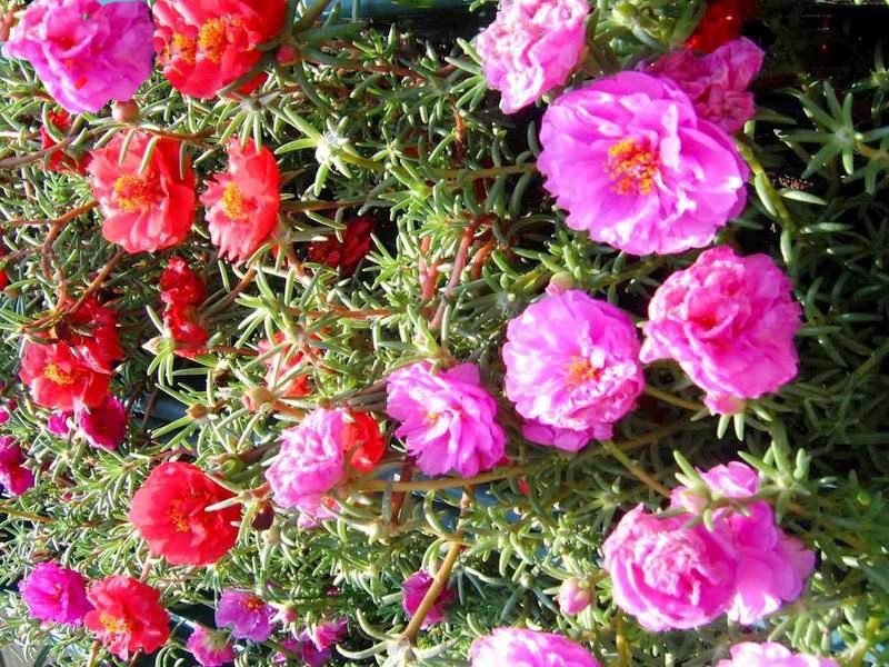 蚂蚁菜花1.jpg